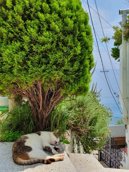 흰여울길의 마스코트 고양이 한마리가 세상 평온한 자세로 잠을 청하고 있다. 고양이를 기점으로 왼편엔 집들이, 오른쪽엔 바다가 펼쳐져 있다.