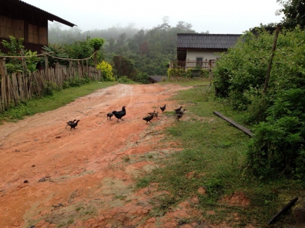 고산족 마을에는 닭들이 자유롭게 뛰어논다.